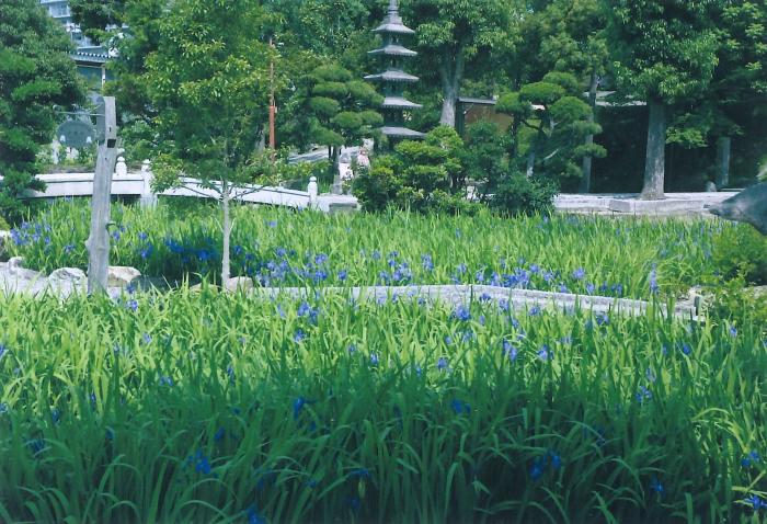 写真：多聞寺境内の花菖蒲群