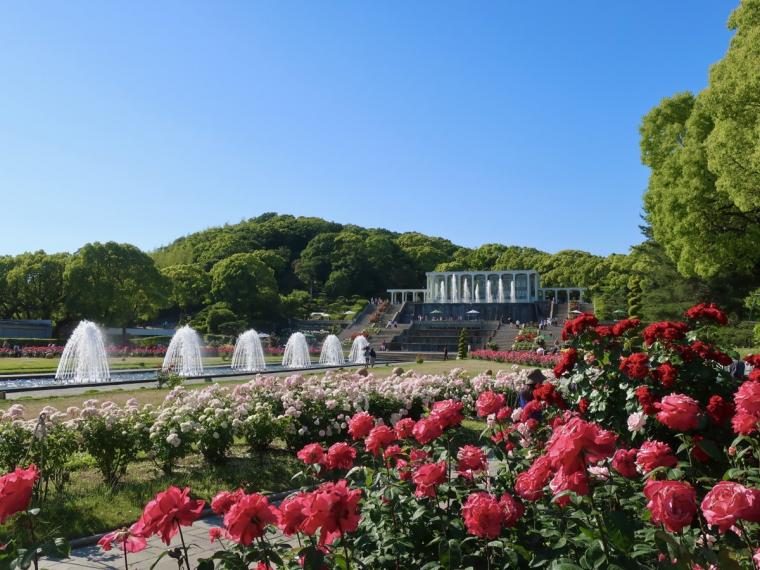 離宮公園バラ（寄り）