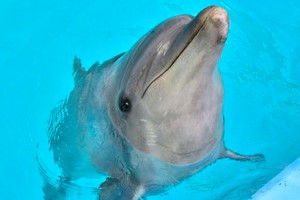 thum_marinemammals_028