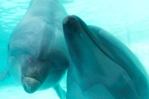 thum_marinemammals_046