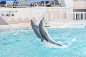 thum_dolphin_004