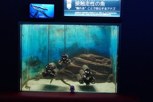 海のさかな水槽004