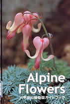 Alpine Flowers