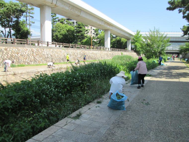 住吉川清掃の様子4