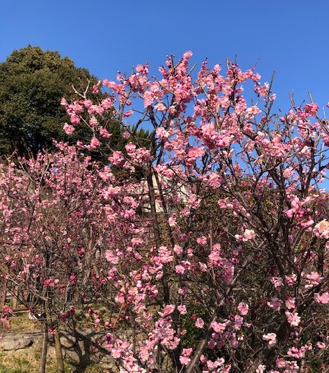 梅の花1