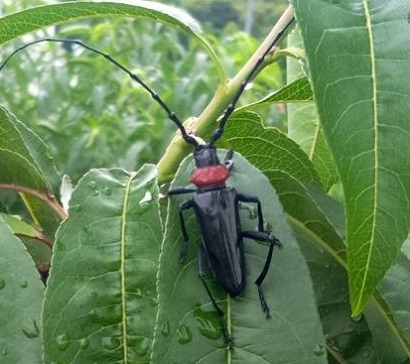 クビアカツヤカミキリ