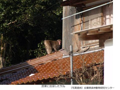 民家に出没するサル